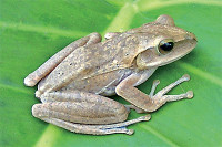 Фото Веслоног домовый Polypedates leucomystax  (photo#120333)