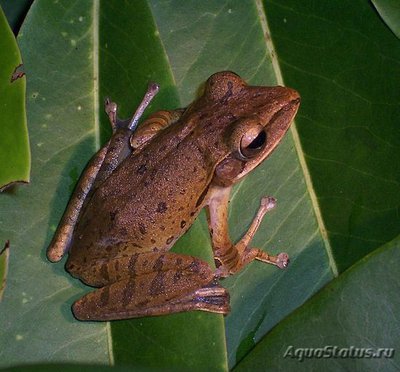 Фото Веслоног домовый Polypedates leucomystax  (photo#120334)