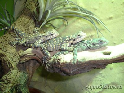 Фото Гардун Laudakia stellio  (photo#120351)