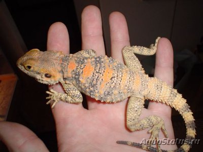 Фото Гардун Laudakia stellio  (photo#120352)