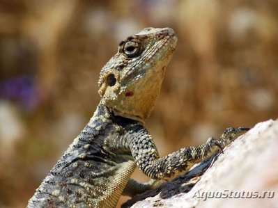 Фото Гардун Laudakia stellio  (photo#120353)