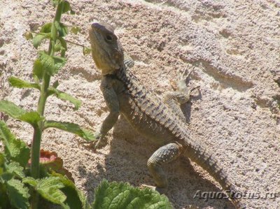 Фото Гардун Laudakia stellio  (photo#120354)