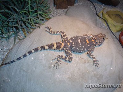 Фото Гардун Laudakia stellio  (photo#120355)