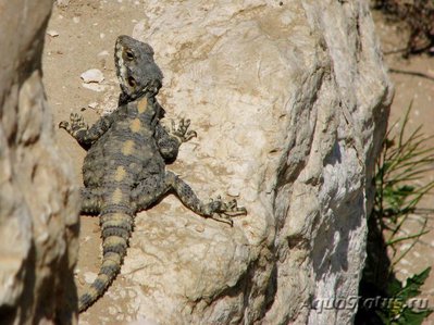 Фото Гардун Laudakia stellio  (photo#120356)