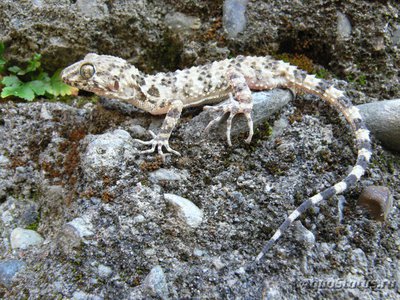 Фото Геккон голопалый каспийский Cyrtopodion caspius  (photo#120375)