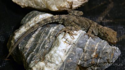Фото Геккон голопалый туркестанский Cyrtopodion fedtschenkoi  (photo#120382)