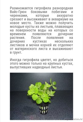 Опознание аквариумных растений