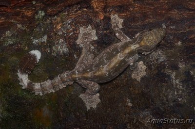 Фото Геккон лопастехвостый Кюля Ptychozoon kuhli Kuhl s flying gecko  (photo#120398)