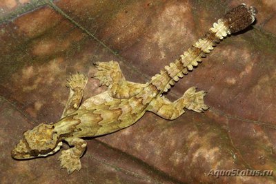 Фото Геккон лопастехвостый Кюля Ptychozoon kuhli Kuhl s flying gecko  (photo#120399)