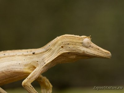 Фото Геккон плоскохвостый линейчатый Uroplatus lineatus  (photo#120437)