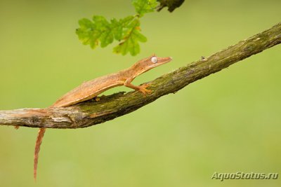 Фото Геккон плоскохвостый линейчатый Uroplatus lineatus  (photo#120438)