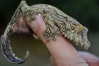 Фото Геккон Плоскохвостый Хенкеля Uroplatus henkeli  (photo#120439)
