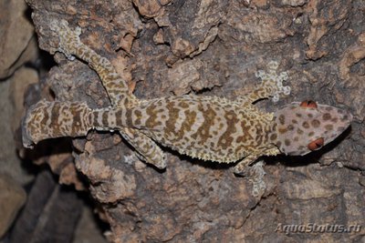 Фото Геккон Плоскохвостый Хенкеля Uroplatus henkeli  (photo#120440)