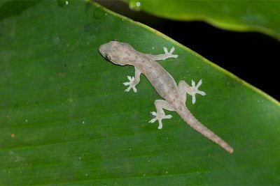 Фото Геккон полупалый домовый Hemidactylus frenatus  (photo#120459)