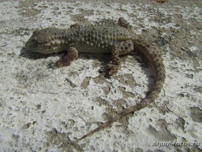 Фото Геккон стенной мавританский Tarentola mauritanica  (photo#120517)