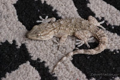 Фото Геккон стенной мавританский Tarentola mauritanica  (photo#120518)