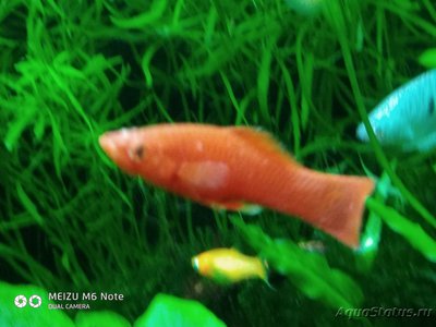 Фото Подозрение на ихтиофтириоз (photo#120598)