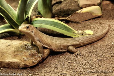 Фото Геррозавр большой Gerrhosaurus major  (photo#120608)