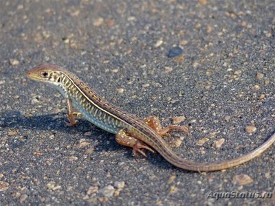 Фото Геррозавр желтогорлый Gerrhosaurus flavigularis Great Plated Lizard  (photo#120610)
