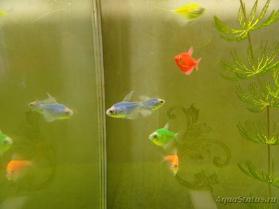 Фото Ихтиофтириоз - лечение анальгин-хинином (photo#120714)