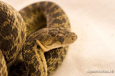 Гоферовая змея (Pituophis catenifer)
