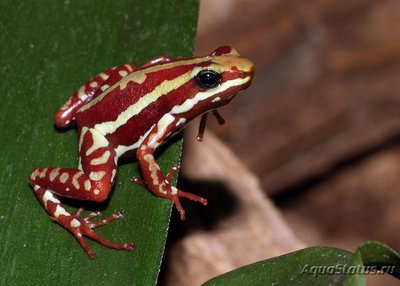 Фото Древолаз трехцветный Epipedobates tricolor  (photo#120765)