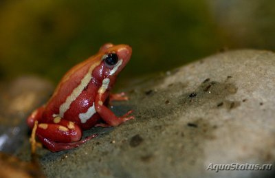Фото Древолаз трехцветный Epipedobates tricolor  (photo#120766)