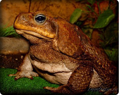 Фото Жаба ага Bufo marinus Marine Toad  (photo#120770)