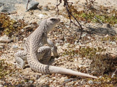 Фото Игуана пустынная дипсозавр Dipsosaurus dorsalis Desert Iguana  (photo#120882)