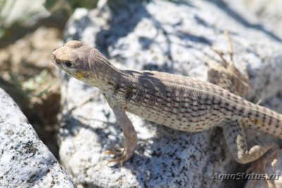 Фото Игуана пустынная дипсозавр Dipsosaurus dorsalis Desert Iguana  (photo#120883)