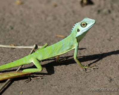 Фото Калот лесной гребенчатый Bronchocela cristatella  (photo#120937)