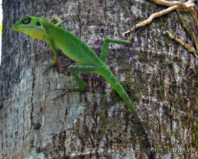 Фото Калот лесной гребенчатый Bronchocela cristatella  (photo#120938)