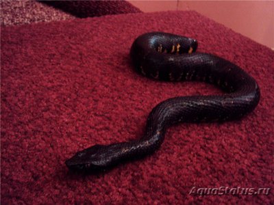 Фото Кандойа шершавая Новогвинейский гадюковый удав Candoia aspera  (photo#120958)