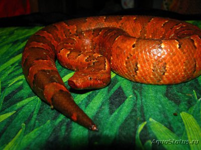 Фото Кандойа шершавая Новогвинейский гадюковый удав Candoia aspera  (photo#120959)