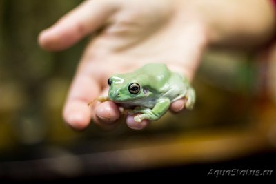 Фото Квакша австралийская литория голубая Litoria caerulea Bumpy frog  (photo#120962)