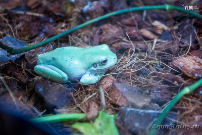 Фото Квакша австралийская литория голубая Litoria caerulea Bumpy frog  (photo#120963)