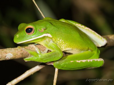 Фото Квакша белогубая Litoria infrafrenata White lipped tree frog  (photo#120964)
