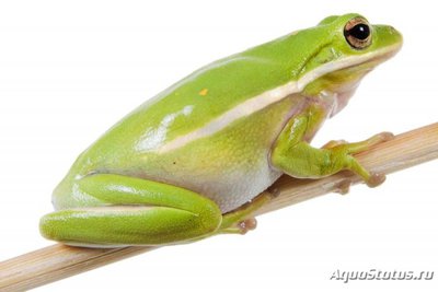 Фото Квакша голубая Hyla cinerea  (photo#120972)