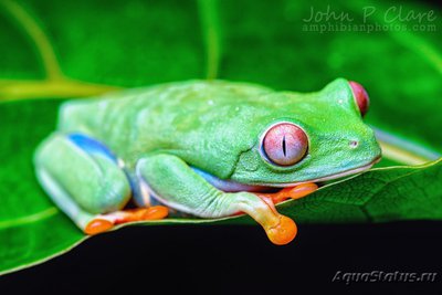 Фото Квакша красноглазая агалихнис Agalychnis callidryas Red Eye Tree Frog  (photo#120999)
