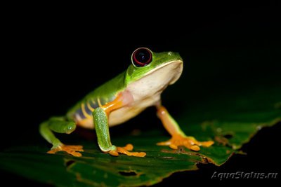 Фото Квакша красноглазая агалихнис Agalychnis callidryas Red Eye Tree Frog  (photo#121000)