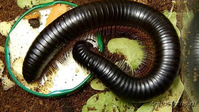 Фото Кивсяк гигантский черный африканский Archispirostreptus gigas  (photo#121009)