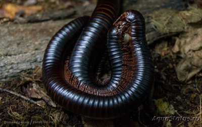 Фото Кивсяк гигантский черный африканский Archispirostreptus gigas  (photo#121010)