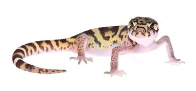 Фото Колеоникс митратус Coleonyx mitratus  (photo#121033)
