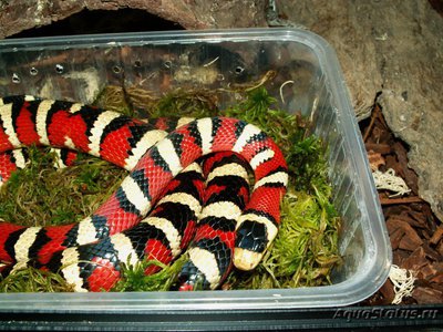 Фото Королевская змея горная Lampropeltis pyromelana  (photo#121036)