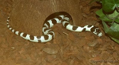 Фото Королевская змея обыкновенная Lampropeltis getula  (photo#121044)