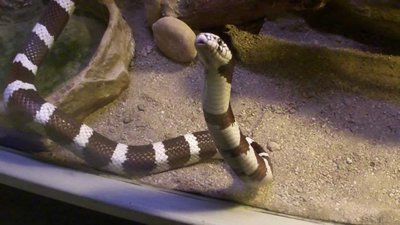 Фото Калифорнийская коро­левская змея Lampro­peltis getulus calif­orniae  (photo#121069)