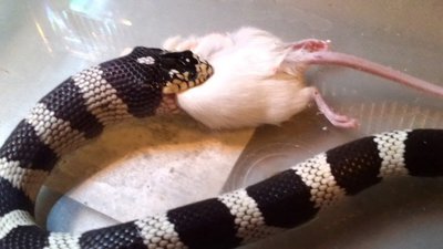 Фото Калифорнийская коро­левская змея Lampro­peltis getulus calif­orniae  (photo#121070)