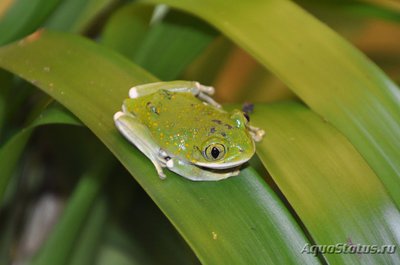 Фото Лептопелис желтопятнистый Leptopelis flavomaculatus  (photo#121157)