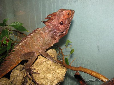 Фото Лесной дракон новогвинейский Hypsilurus dilophus  (photo#121162)