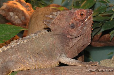 Фото Лесной дракон новогвинейский Hypsilurus dilophus  (photo#121163)